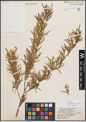 Foto von Salix exigua var. pedicellata (Andersson) Cronquist